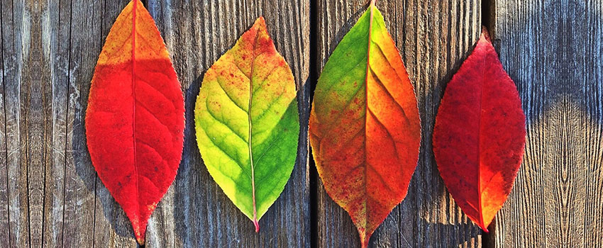 Distinzione tra Psicologo, Psicoterapeuta e Psichiatra